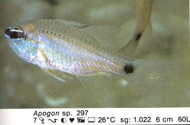 Apogon sp